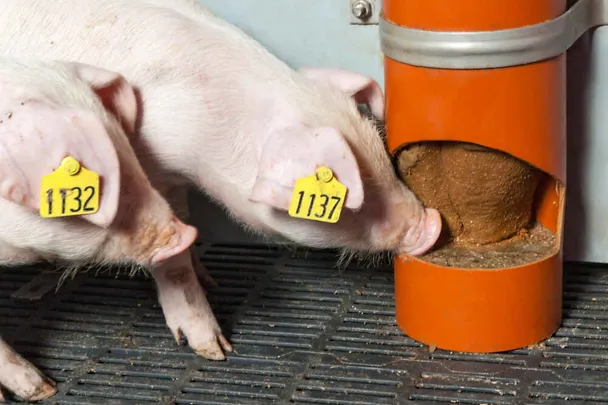 Ferkel mit SCHAUMANN SIXPIG Ferkel mit SCHAUMANN SIXPIG