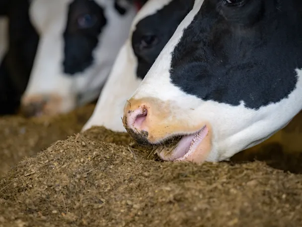Rinder am Fressen Nahaufnahme Rinder am Fressen Nahaufnahme