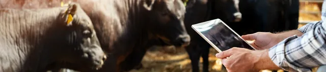 Cow-how beef Cow-how beef